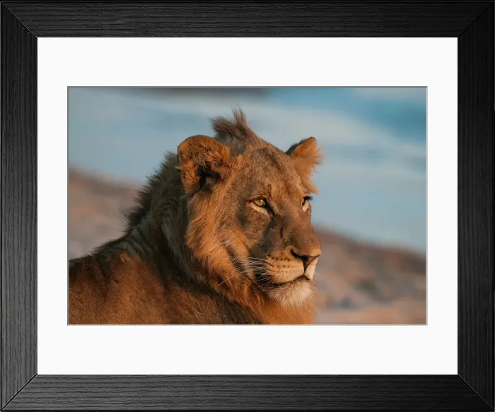 Framed Print : Close-up portrait of a lion, Panthera leo, resting on a river bank. Sand River, Mala Mala Game Reserve, South Africa Framed Print : Close-up portrait of a lion, Panthera leo, resting on a river bank. Sand River, Mala Mala Game Reserve, South Africa
