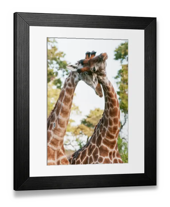 Framed Print : Two male southern giraffes, Giraffa camelopardalis, sparring. Mala Mala Game Reserve, South Africa