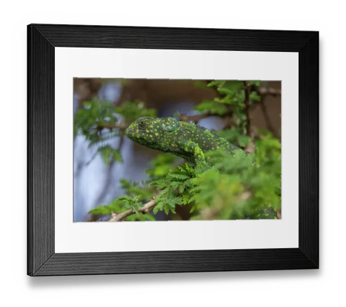 Framed Print : A flap-necked chameleon, Chamaeleo Dilepis, in a tree. Ndutu, Ngorongoro Conservation Area, Tanzania Framed Print : A flap-necked chameleon, Chamaeleo Dilepis, in a tree. Ndutu, Ngorongoro Conservation Area, Tanzania