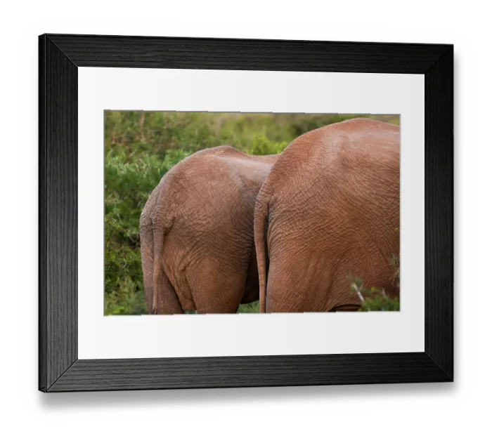 Framed Print : Back of African elephants, Loxodonta Africana Framed Print : Back of African elephants, Loxodonta Africana