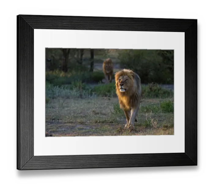 Framed Print : Two male lions, Panthera leo, patrolling the territory at sunrise. Ndutu, Ngorongoro Conservation Area, Tanzania Framed Print : Two male lions, Panthera leo, patrolling the territory at sunrise. Ndutu, Ngorongoro Conservation Area, Tanzania
