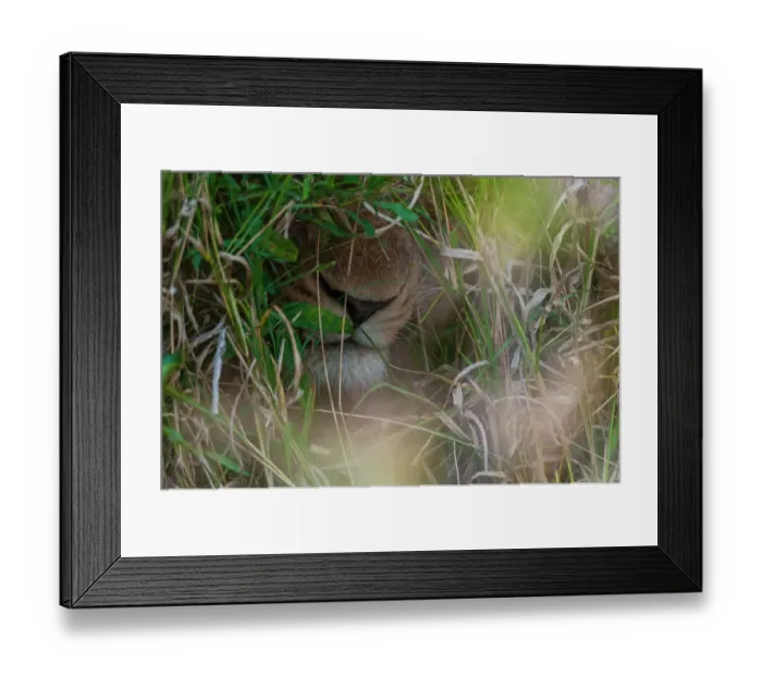 Framed Print : Close-up of a lion's muzzle, Panthera leo. The lion is hiding in tall grass. Mala Mala Game Reserve, South Africa Framed Print : Close-up of a lion's muzzle, Panthera leo. The lion is hiding in tall grass. Mala Mala Game Reserve, South Africa