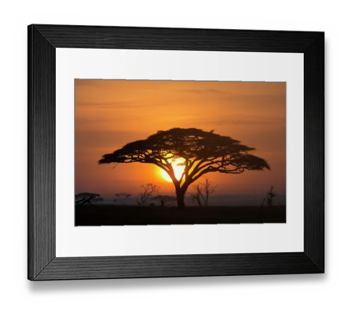 Framed Print : Acacia tree at sunrise