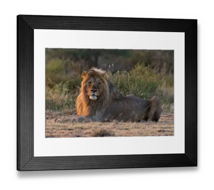 Framed Print : A male lion, Panthera leo, resting at sunrise and looking at the camera. Ndutu, Ngorongoro Conservation Area, Tanzania Framed Print : A male lion, Panthera leo, resting at sunrise and looking at the camera. Ndutu, Ngorongoro Conservation Area, Tanzania