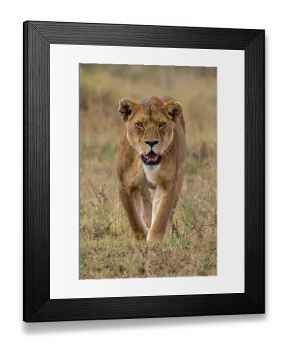 Framed Print : A lioness, Panthera leo, walking and looking at the camera. Seronera, Serengeti National Park, Tanzania Framed Print : A lioness, Panthera leo, walking and looking at the camera. Seronera, Serengeti National Park, Tanzania