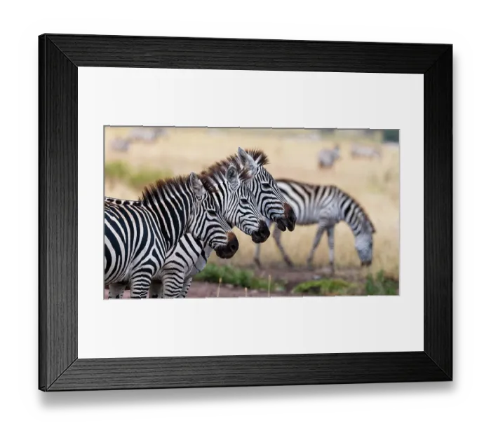 Framed Print : Three plains zebras, Equus quagga, in a row. Seronera, Serengeti National Park, Tanzania