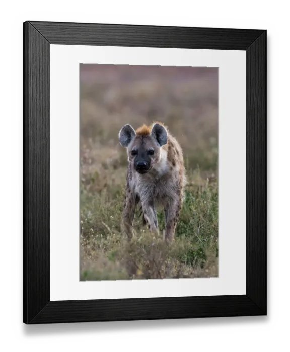 Framed Print : Portrait of a spotted hyena, Crocuta Crocuta. Ndutu, Ngorongoro Conservation Area, Tanzania Framed Print : Portrait of a spotted hyena, Crocuta Crocuta. Ndutu, Ngorongoro Conservation Area, Tanzania