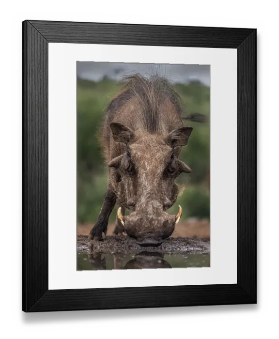 Framed Print : South Africa. Close-up of warthog drinking at waterhole Framed Print : South Africa. Close-up of warthog drinking at waterhole