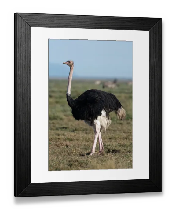 Framed Print : Portrait of a male ostrich, Struthio camelus, in Ndutu plains. Ndutu, Ngorongoro Conservation Area, Tanzania Framed Print : Portrait of a male ostrich, Struthio camelus, in Ndutu plains. Ndutu, Ngorongoro Conservation Area, Tanzania