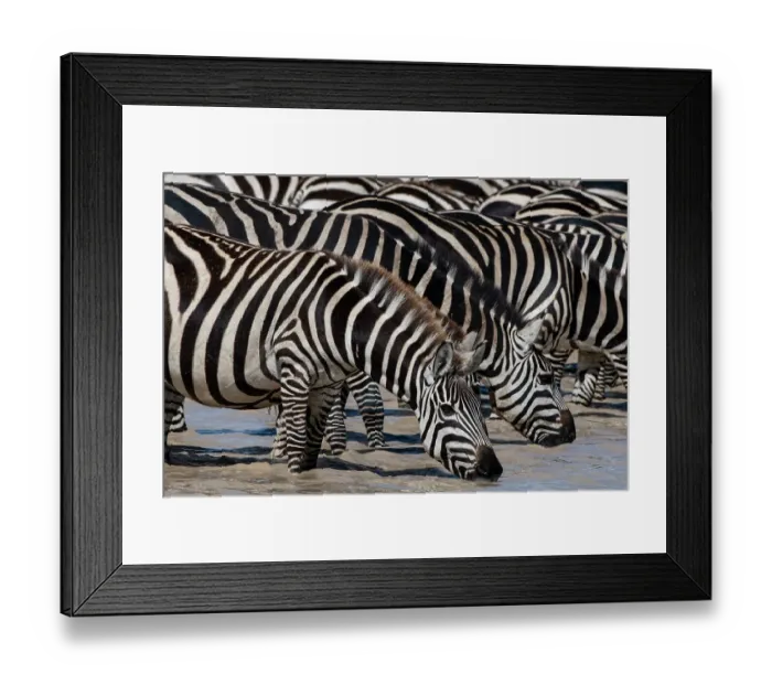 Framed Print : A herd of Burchell's Zebras, Equus Quagga Burchellii, drinking at Hidden Valley lake. Ndutu, Ngorongoro Conservation Area, Tanzania Framed Print : A herd of Burchell's Zebras, Equus Quagga Burchellii, drinking at Hidden Valley lake. Ndutu, Ngorongoro Conservation Area, Tanzania