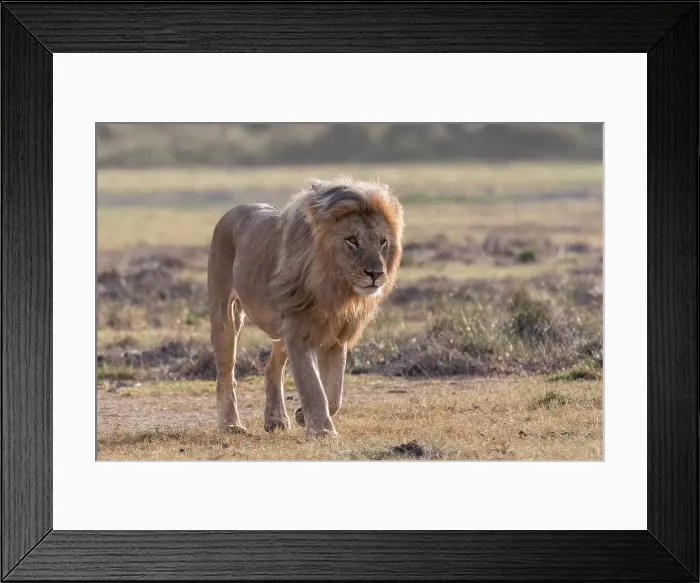 Framed Print : A male lion, Panthera leo, patrolling the territory. Ndutu, Ngorongoro Conservation Area, Tanzania