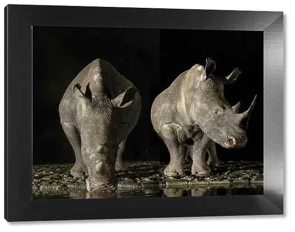 South Africa. White rhinos drinking at a waterhole at night