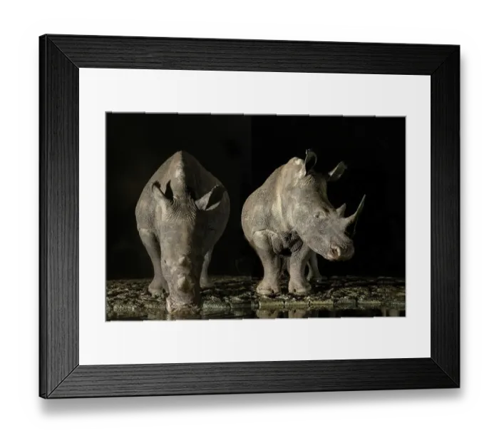 Framed Print : South Africa. White rhinos drinking at a waterhole at night Framed Print : South Africa. White rhinos drinking at a waterhole at night
