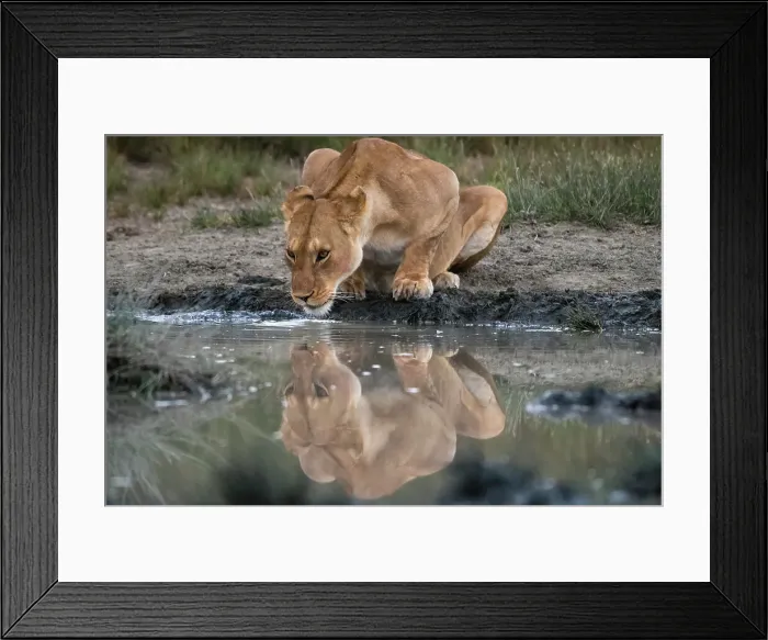 Framed Print : Reflection of a lioness, Panthera leo, drinking at a watering hole. Ndutu, Ngorongoro Conservation Area, Tanzania