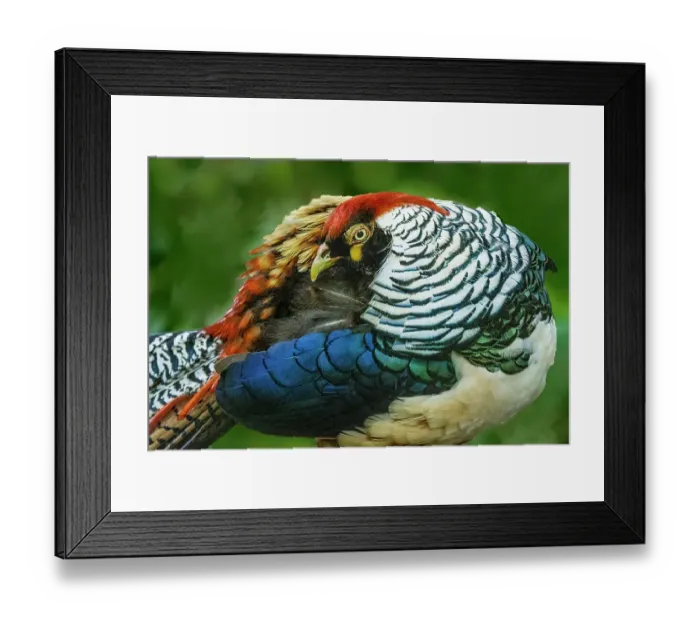 Framed Print : China. Close-up of Lady Amherst's pheasant Framed Print : China. Close-up of Lady Amherst's pheasant