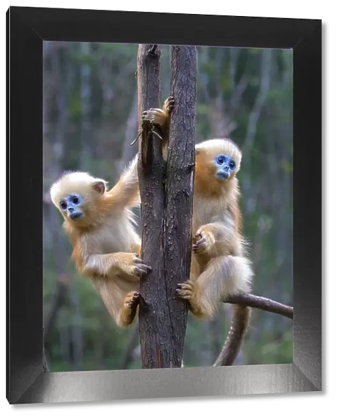 China. Wild snub-nosed monkey babies