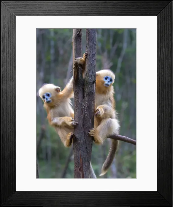 Framed Print : China. Wild snub-nosed monkey babies Framed Print : China. Wild snub-nosed monkey babies