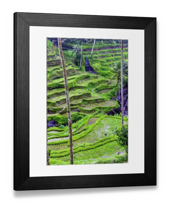 Framed Print : The magnificent Tegallalang Rice Terraces viewed from above in a forest of palm trees. Walking among the many amazing tiers Framed Print : The magnificent Tegallalang Rice Terraces viewed from above in a forest of palm trees. Walking among the many amazing tiers