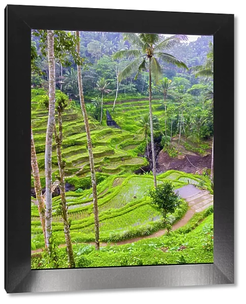 The magnificent Tegallalang Rice Terraces viewed from above in a forest of palm trees. Walking among the many amazing tiers