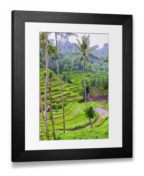 Framed Print : The magnificent Tegallalang Rice Terraces viewed from above in a forest of palm trees. Walking among the many amazing tiers Framed Print : The magnificent Tegallalang Rice Terraces viewed from above in a forest of palm trees. Walking among the many amazing tiers