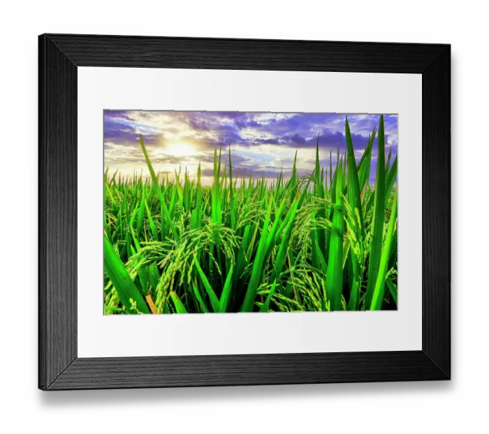 Framed Print : Jatiluwih rice terrace, a popular tourist experience near the center of Bali close to Ubud