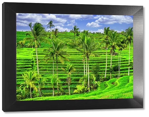 Jatiluwih rice terrace, a popular tourist experience near the center of Bali close to Ubud