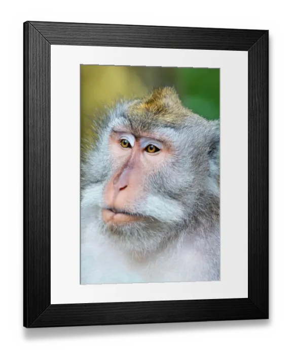 Framed Print : Macaque Monkey in Monkey Forest, Ubud, Bali, Indonesia