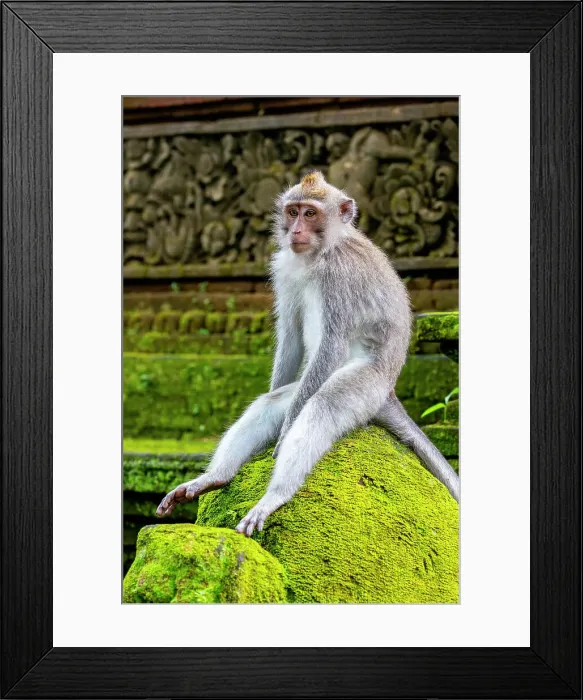 Framed Print : Macaque Monkey in Monkey Forest, Ubud, Bali, Indonesia