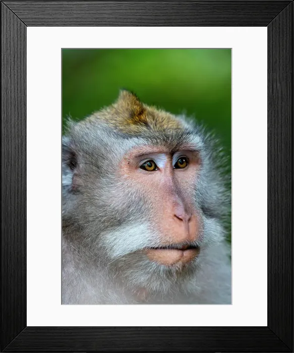 Framed Print : Macaque Monkey in Monkey Forest, Ubud, Bali, Indonesia