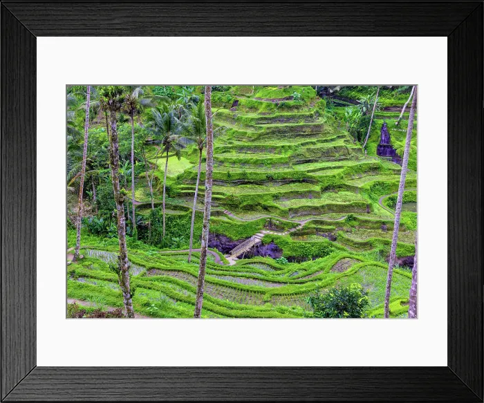 Framed Print : The magnificent Tegallalang Rice Terraces viewed from above in a forest of palm trees. Walking among the many amazing tiers