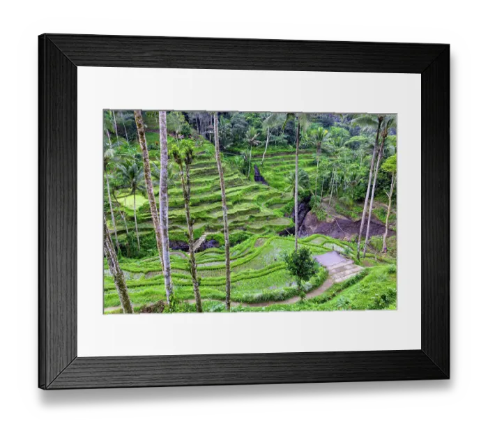 Framed Print : The center of the island of Bali is Ubud with the magical rice terraces. You can walk among the rice fields. It is also the location of the jungle swing Framed Print : The center of the island of Bali is Ubud with the magical rice terraces. You can walk among the rice fields. It is also the location of the jungle swing