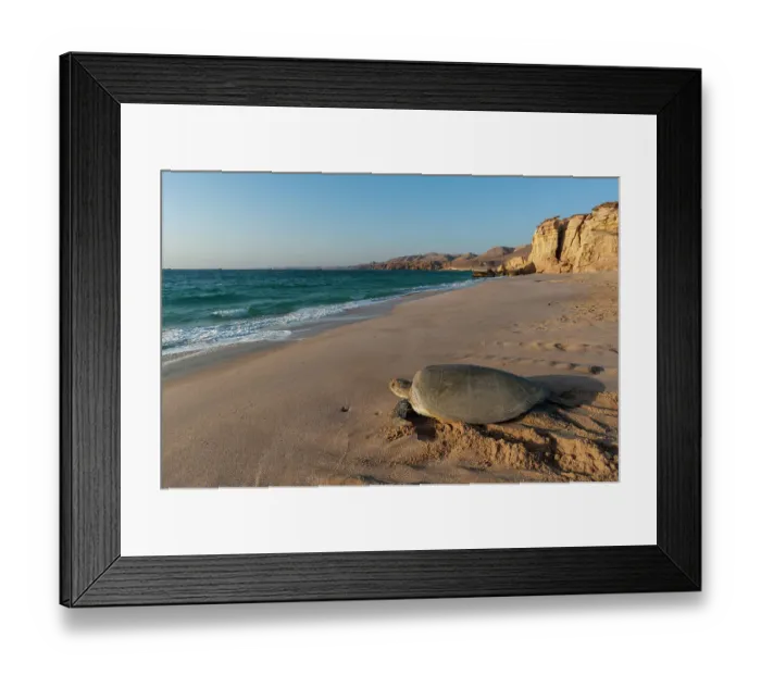 Framed Print : A green sea turtle, Chelonia mydas, returning to the sea after laying her eggs. Ras Al Jinz, Oman Framed Print : A green sea turtle, Chelonia mydas, returning to the sea after laying her eggs. Ras Al Jinz, Oman