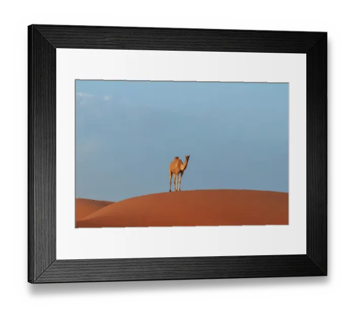 Framed Print : A wild camel standing atop a large sand dune in a vast desert. Wahiba Sands, Oman