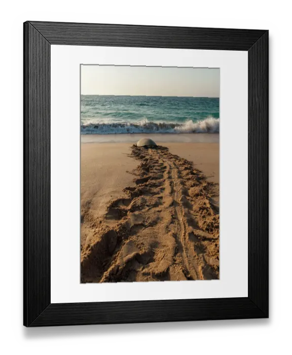 Framed Print : A green sea turtle, Chelonia mydas, returning to the sea after laying her eggs. Ras Al Jinz, Oman