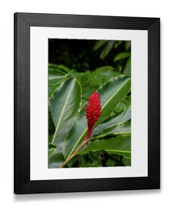 Framed Print : A Close-up of a red ginger flower. Dominica Island, West Indies