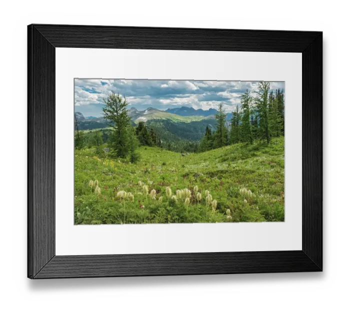 Framed Print : Canada, Alberta, Banff National Park. Mountain landscape and western anemone plants in Banff Sunshine Meadows Framed Print : Canada, Alberta, Banff National Park. Mountain landscape and western anemone plants in Banff Sunshine Meadows