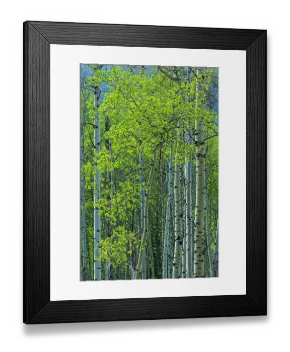 Framed Print : Canada, Alberta, Jasper National Park. Spring foliage in forest Framed Print : Canada, Alberta, Jasper National Park. Spring foliage in forest