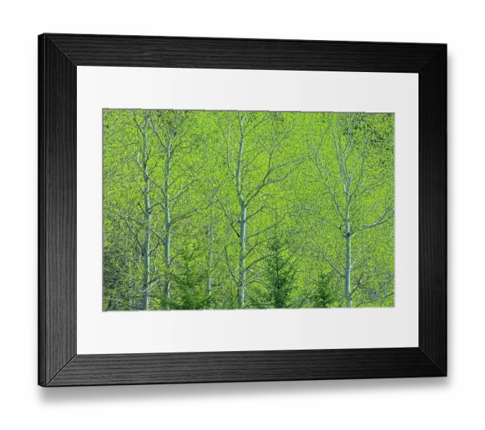 Framed Print : Canada, Alberta, Jasper National Park. Spring foliage in forest Framed Print : Canada, Alberta, Jasper National Park. Spring foliage in forest