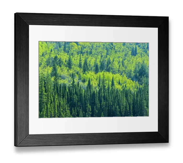 Framed Print : Canada, Alberta, Jasper National Park. Spring foliage in mountainside forest Framed Print : Canada, Alberta, Jasper National Park. Spring foliage in mountainside forest