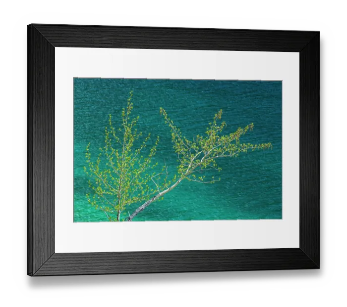 Framed Print : Canada, Alberta, Jasper National Park. Lake and spring foliage on balsam poplar tree Framed Print : Canada, Alberta, Jasper National Park. Lake and spring foliage on balsam poplar tree