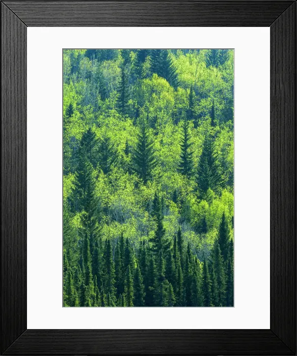 Framed Print : Canada, Alberta, Jasper National Park. Spring foliage in mountainside forest Framed Print : Canada, Alberta, Jasper National Park. Spring foliage in mountainside forest