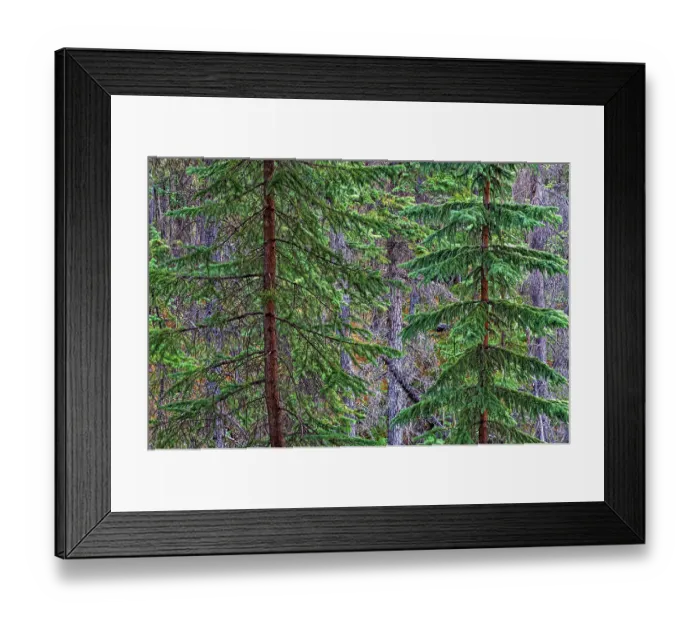 Framed Print : Canada, Alberta, Jasper National Park. Spruce trees at Athabasca Falls