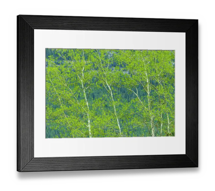Framed Print : Canada, Alberta, Jasper National Park. Spring foliage in forest Framed Print : Canada, Alberta, Jasper National Park. Spring foliage in forest