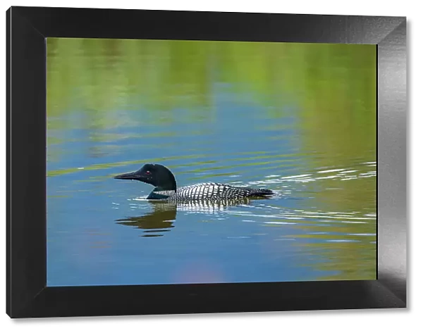 Canada, Alberta, Banff National Park. Common loon swimming in Vermilion Lakes