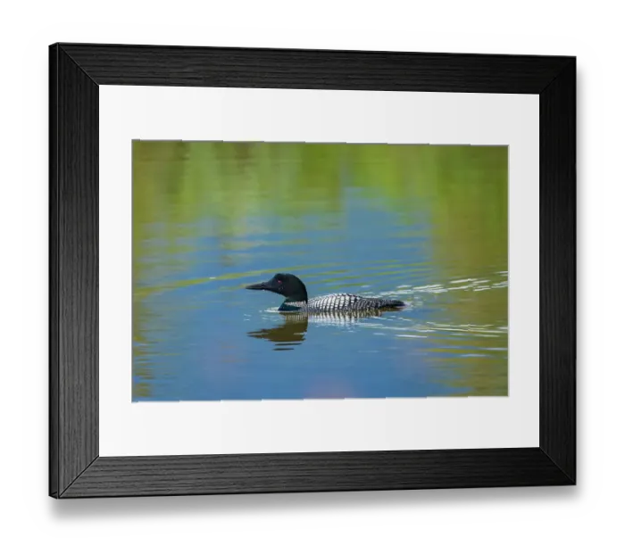 Framed Print : Canada, Alberta, Banff National Park. Common loon swimming in Vermilion Lakes Framed Print : Canada, Alberta, Banff National Park. Common loon swimming in Vermilion Lakes