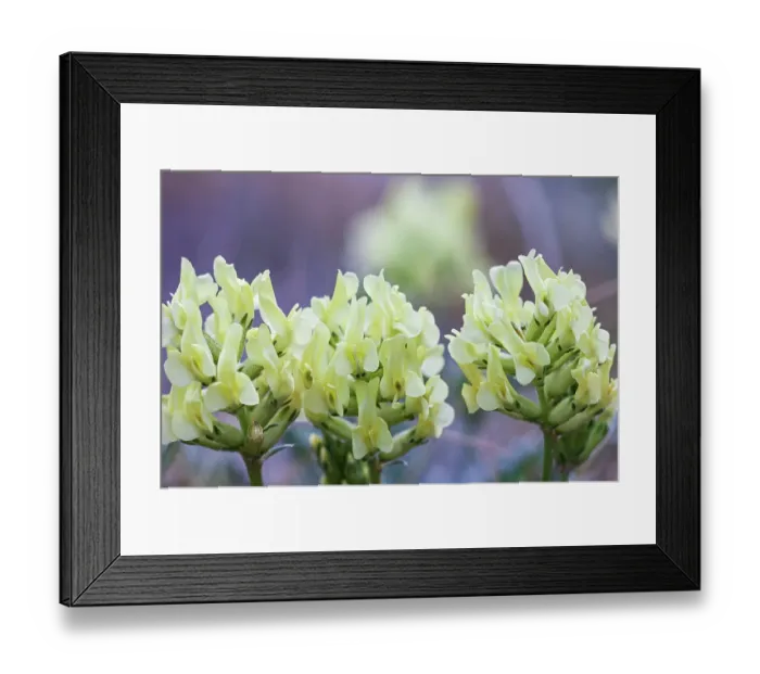 Framed Print : Canada, Alberta, Jasper National Park. Yellow locoweed flowers close-up Framed Print : Canada, Alberta, Jasper National Park. Yellow locoweed flowers close-up