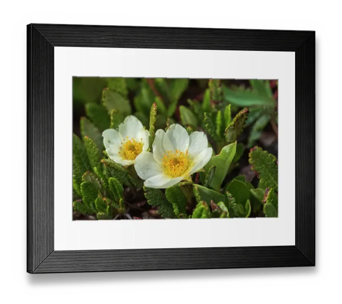 Framed Print : Canada, Alberta, Banff National Park. Mountain aven flowers in Sunshine Meadows Framed Print : Canada, Alberta, Banff National Park. Mountain aven flowers in Sunshine Meadows
