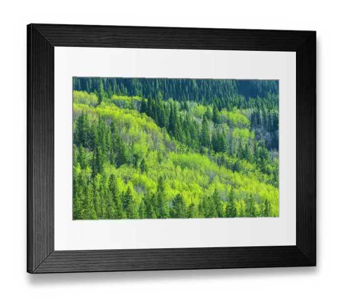 Framed Print : Canada, Alberta, Jasper National Park. Spring foliage in mountainside forest