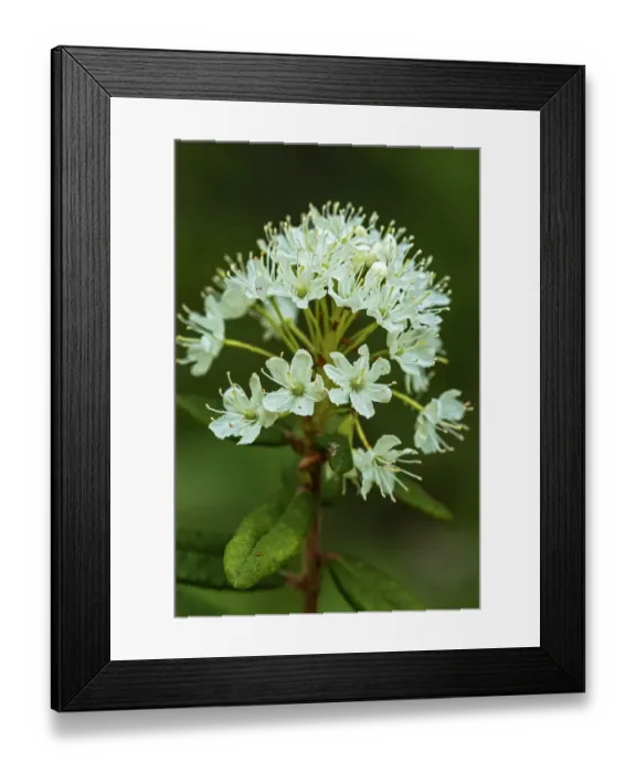 Framed Print : Canada, Alberta, Banff National Park. Bog Labrador tea plant flowers in Sunshine Meadows