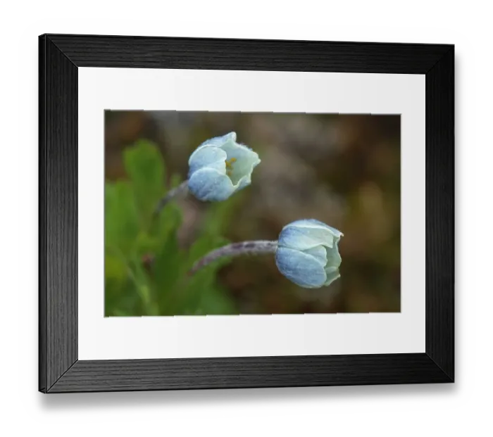 Framed Print : Canada, Alberta, Banff National Park. Drummonds flowers in Sunshine Meadows